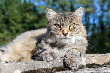 Grand plan d'un chat