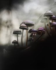 mushroom in the forest