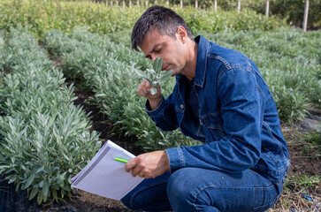 Handsome male farmer crouching in field smelling sage plant.