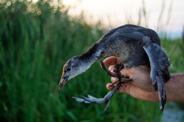 Juvenile Eurasian Coot in hand after ringing for scietntific purposes