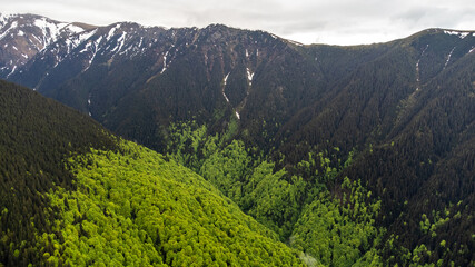 Fototapeta premium Primeval forest of Fagaras mountains national park in Romania