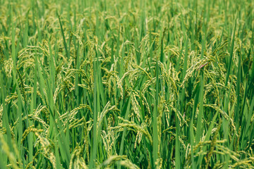 green rice field