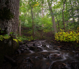 Colorful autumn morning in the forest on the mountain Kinnekulle in Sweden