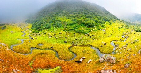 Sheep near a winding stream