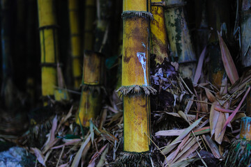 Yellow bamboo or Vulgaris Schrad Bamboo with green leaves and yellow stems in Indonesia. Yellow bamboo stock photo