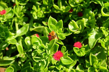 Naklejka na ściany i meble bee on flower