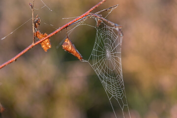 Close-up of a cobweb with dewdrops hanging on branches