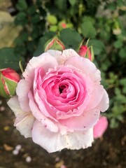 Beautiful rose flower in the garden
