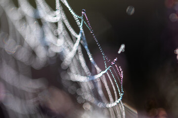 Close-up of a cobweb with dewdrops and a blurry foreground
