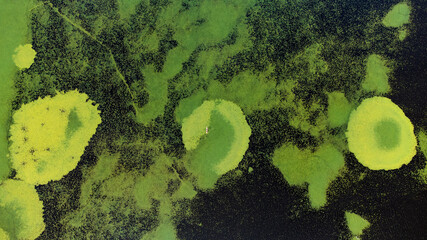 Kayaking among structures of water plants in Danube delta national park, Romania