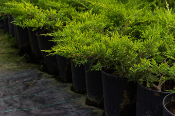 
Pots with a variety of thuja occidentalis. Opening of the sales season in the nursery