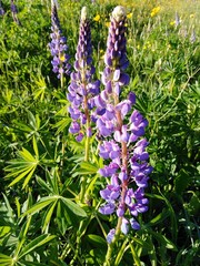 Lupine flowers in the garden
