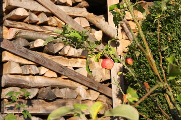 Apfelbaum Brennholz im Hintergrund
