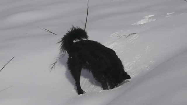 The stray dog is happy about the snow. The dog runs in the snow, digs in the snow, wallows in the snow. Super slow motion 1000 fps.