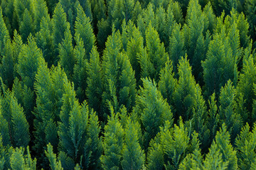 
Large background of western thuja. Opening of the sales season in the nursery