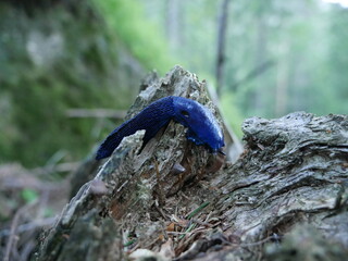 Blue snail