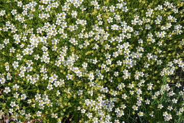 White flowers of Sagina subulata in the garden, background. - obrazy, fototapety, plakaty