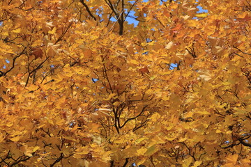 Yellow maple leaves illuminated by the sun. Background texture of yellow leaves.