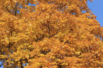 Yellow maple leaves illuminated by the sun. Background texture of yellow leaves.