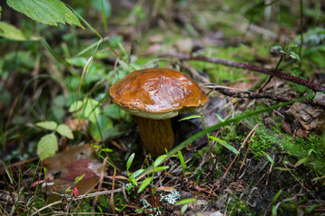 Mushroom in the green grass