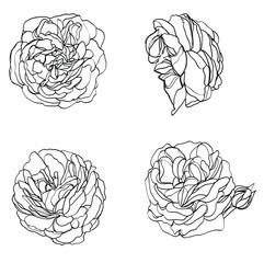 set of hand drawn flowers