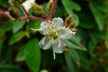 foto macro de flor blanca