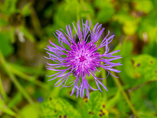 macro close up of a Mountain cornflower, bachelor's button, montane knapweed or mountain bluet (Centaurea montana) with blurred background
