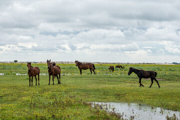 Semi-wild horses from Letea in Danube delta, Romania