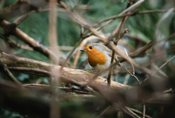 Obraz premium robin on a branch