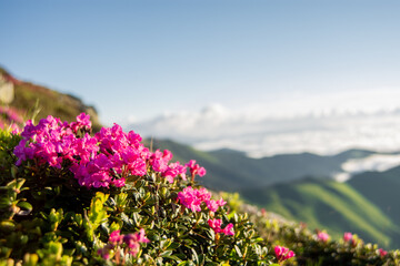 Rodnei mountains covered with pink rhododendrons in Romania