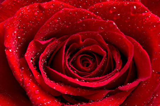 Macro Image of a Beautiful Red Rose with Water Droplets