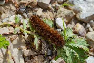 A closeup of a cute fluffy Arctia caterpillar on stones and green leaves