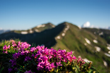 Rodnei mountains covered with pink rhododendrons in Romania