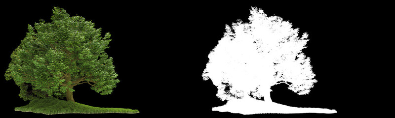 Forest isolated on background with mask. 3d rendering - illustration