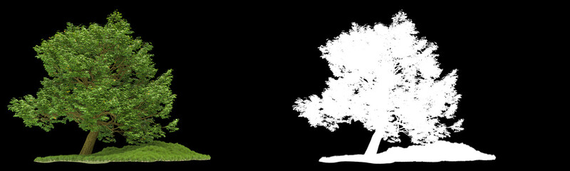 Forest isolated on background with mask. 3d rendering - illustration