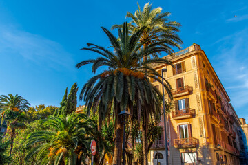 Crown of a palm tree on a background of blue sky