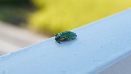 夏の終わりの昼下がりに白い手すりに座って丸くなっている蛙 4918