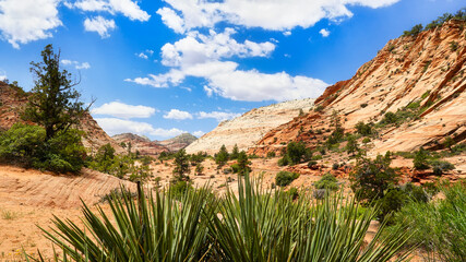 Fototapeta na wymiar Nature landscape of Zion National Park, USA.
