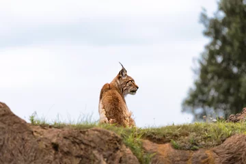 Zelfklevend Fotobehang boreal lynx seen sitting on a hill © perpis