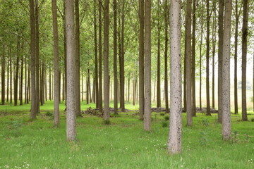 Obraz premium Light green forest with perfectly straight tree trunks