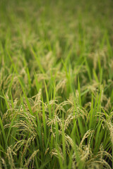 green rice field in summer