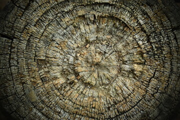 Growth rings on a rough wooden tree trunk