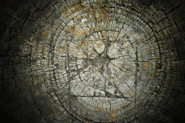 An old dead tree stump with growth rings