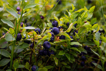 Blueberries from Maramures national park in Romania