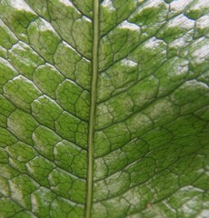 Obraz premium Détail de feuille de microsorum crocodillus