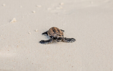 Little Sea Turtle Cub, Crawls along the Sandy shore in the direction of the ocean to Survive, Hatched, New Life, Saves, Way to life, Tropical Seychelles, footprints in the sand, forward to a new life