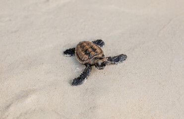 Little Sea Turtle Cub, Crawls along the Sandy shore in the direction of the ocean to Survive, Hatched, New Life, Saves, Way to life, Tropical Seychelles, footprints in the sand, forward to a new life