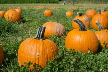 Orange pumpkins at pumpkin patch