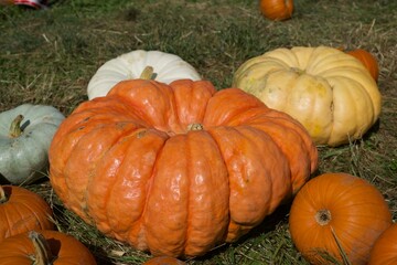 Orange pumpkins at pumpkin patch