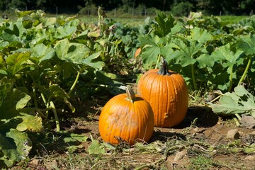 Obraz premium Orange pumpkins in a pumpkin field